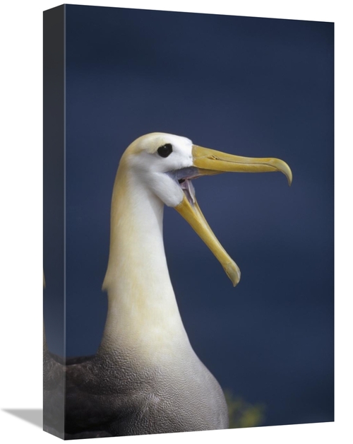 Global Gallery GCS-451408-1218-142 12 x 18 in. Waved Albatross Courtsh