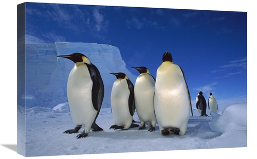 Global Gallery GCS-451727-1624-142 16 x 24 in. Emperor Penguin Group N