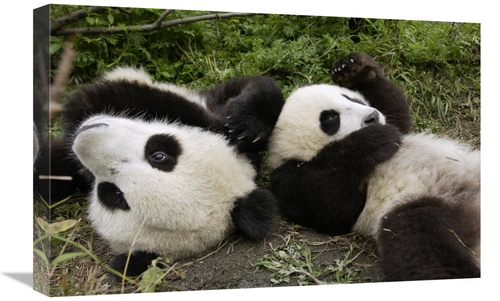 16 x 24 in. Pair of Young Pandas Playing, Wolong Nature Reserve&#4