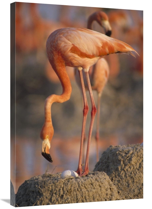 Global Gallery GCS-452872-2436-142 24 x 36 in. Greater Flamingo with E