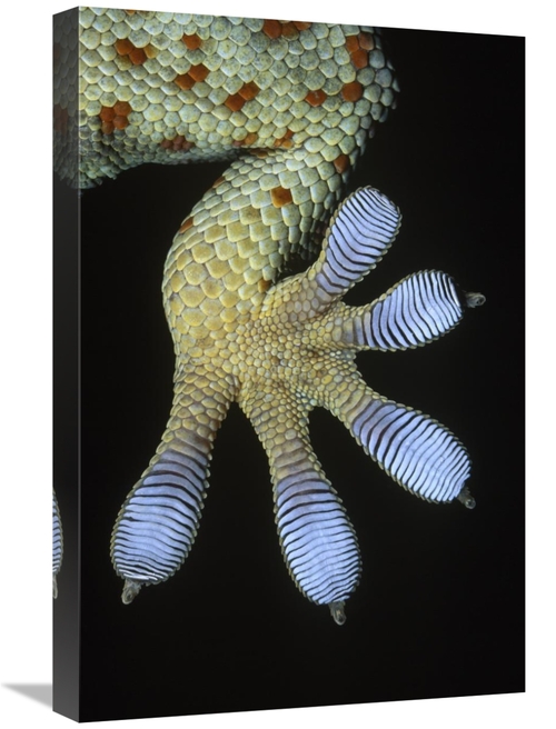 Global Gallery GCS-395366-1624-142 16 x 24 in. Tokay Gecko Underside D