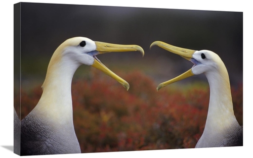Global Gallery GCS-395589-2030-142 20 x 30 in. Waved Albatross Courtsh
