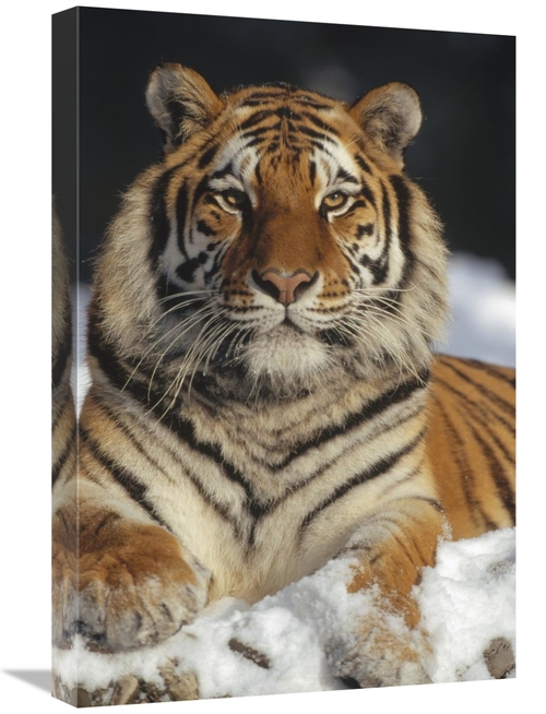 Global Gallery GCS-452334-1624-142 16 x 24 in. Siberian Tiger Portrait