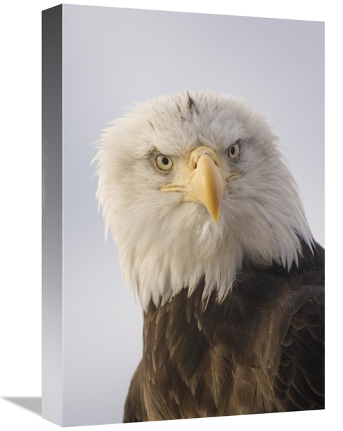 Global Gallery GCS-451934-1218-142 12 x 18 in. Bald Eagle Portrait,