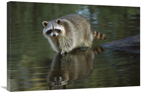 Global Gallery GCS-452630-2436-142 24 x 36 in. Raccoon Wading Through 