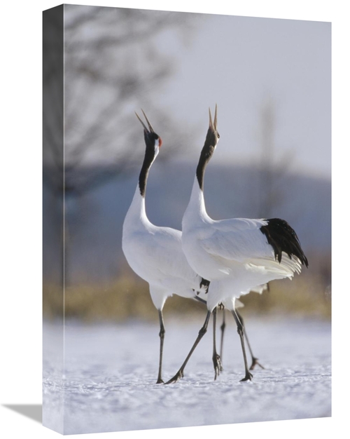 Global Gallery GCS-452474-1218-142 12 x 18 in. Red-Crowned Crane Pair 
