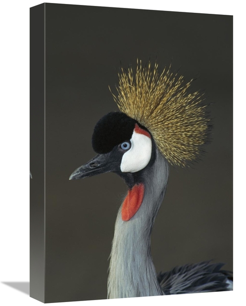 Global Gallery GCS-450822-1218-142 12 x 18 in. Grey Crowned Crane Port