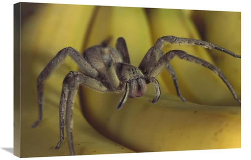 Global Gallery GCS-397506-2030-142 20 x 30 in. Hunting Spider or Banan