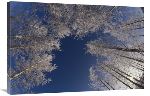 Global Gallery GCS-452482-2436-142 24 x 36 in. Winter Aspen Canopy,