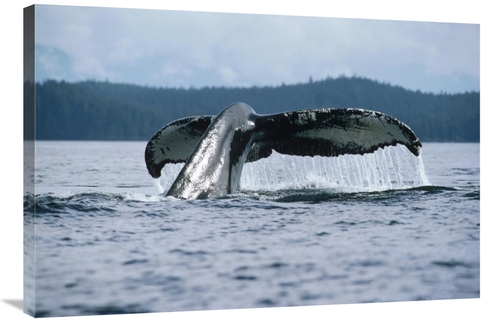 Global Gallery GCS-450582-2436-142 24 x 36 in. Humpback Whale Tail&#44