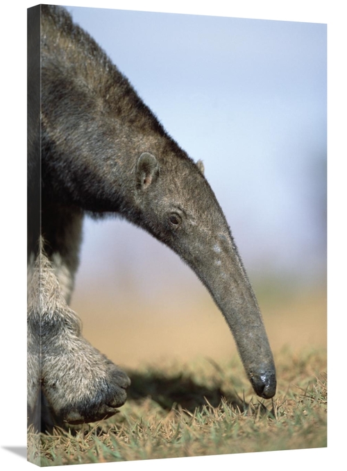 Global Gallery GCS-451578-2030-142 20 x 30 in. Giant Anteater Foraging