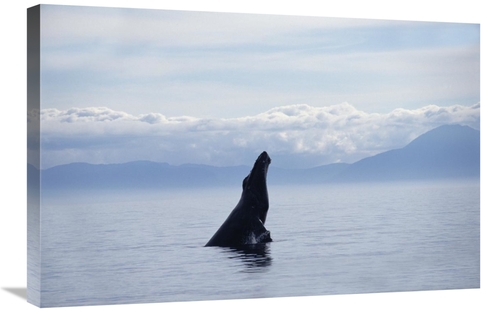 Global Gallery GCS-450990-2030-142 20 x 30 in. Humpback Whale Breachin