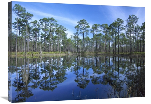 Global Gallery GCS-452063-2432-142 24 x 32 in. Pine Forest Mirrored in