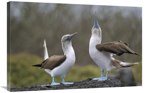 Global Gallery GCS-451380-2436-142 24 x 36 in. Blue-Footed Booby Pair 