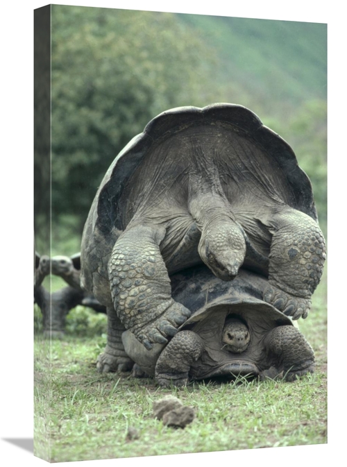 Global Gallery GCS-451275-1624-142 16 x 24 in. Galapagos Giant Tortois