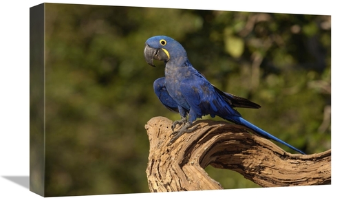Global Gallery GCS-453175-1218-142 12 x 18 in. Hyacinth Macaw Portrait