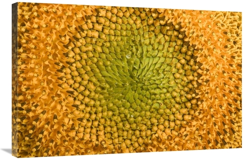 Global Gallery GCS-398111-2436-142 24 x 36 in. Common Sunflower Close 