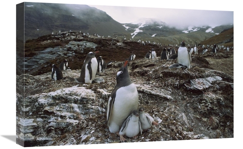 Global Gallery GCS-453006-1624-142 16 x 24 in. Gentoo Penguin Parent &