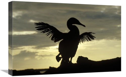 Global Gallery GCS-452381-1624-142 16 x 24 in. Flightless Cormorant Dr