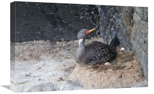 Global Gallery GCS-453655-1624-142 16 x 24 in. Red-Legged Cormorant In