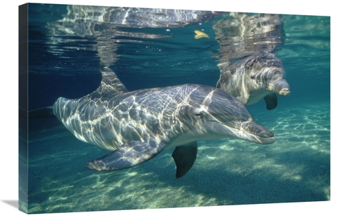 Global Gallery GCS-450667-2030-142 20 x 30 in. Bottlenose Dolphin Unde