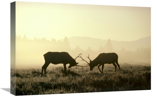 Global Gallery GCS-451862-1624-142 16 x 24 in. Elk Two Males Sparring 