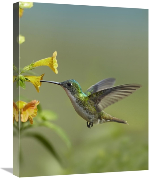 Global Gallery GCS-396611-1824-142 18 x 24 in. Andean Emerald Hummingb