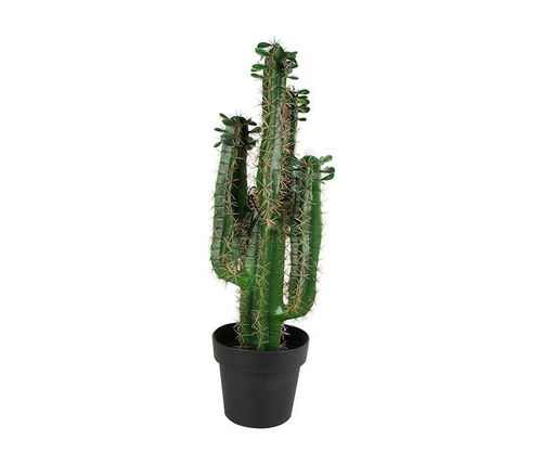 Cactus In Plastic Pot 80 Cm