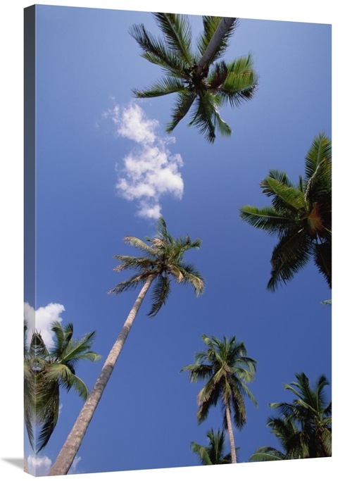 Global Gallery GCS-452418-2436-142 24 x 36 in. Coconut Palm Trees & Bl