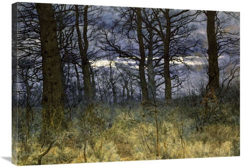 Global Gallery GCS-282113-36-142 36 in. The Woods at Dusk Art Print - 