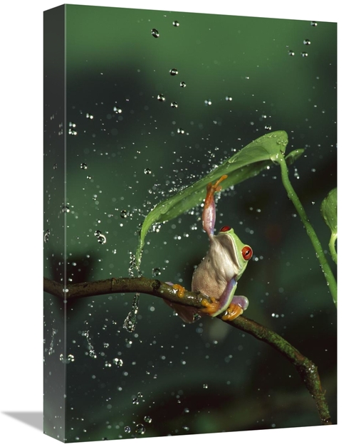 Global Gallery GCS-395717-1218-142 12 x 18 in. Red-Eyed Tree Frog in R