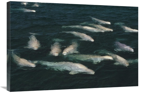 Global Gallery GCS-450726-2436-142 24 x 36 in. Beluga Whale, Group