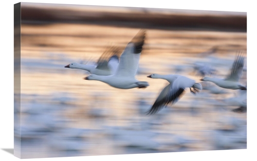 Global Gallery GCS-452616-2030-142 20 x 30 in. Snow Goose Flock Flying