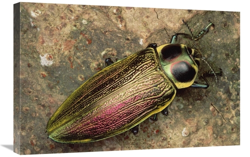 Global Gallery GCS-450985-2030-142 20 x 30 in. Metallic Wood-Boring Be