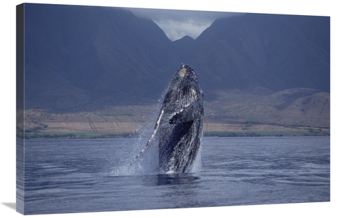 Global Gallery GCS-450995-2436-142 24 x 36 in. Humpback Whale Breachin