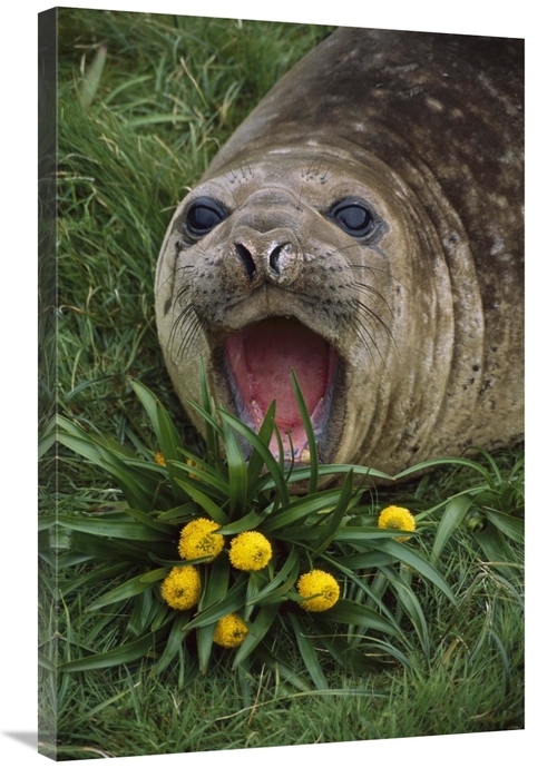 Global Gallery GCS-451817-2436-142 24 x 36 in. Southern Elephant Seal 