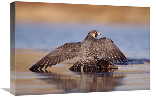 Global Gallery GCS-451964-1624-142 16 x 24 in. Peregrine Falcon Standi