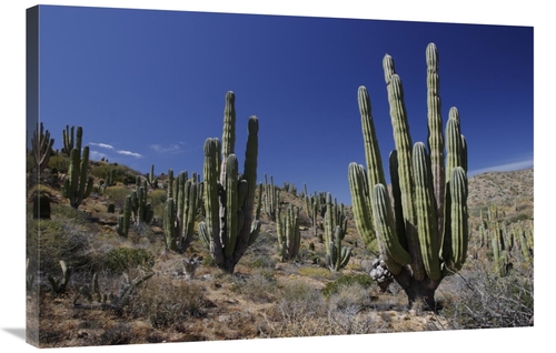 Global Gallery GCS-397726-2436-142 24 x 36 in. Cardon Cacti in Desert 