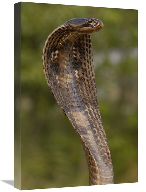 Global Gallery GCS-453066-1624-142 16 x 24 in. Spectacled Cobra with H