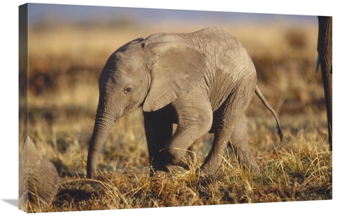 Global Gallery GCS-451980-2030-142 20 x 30 in. African Elephant Baby&#