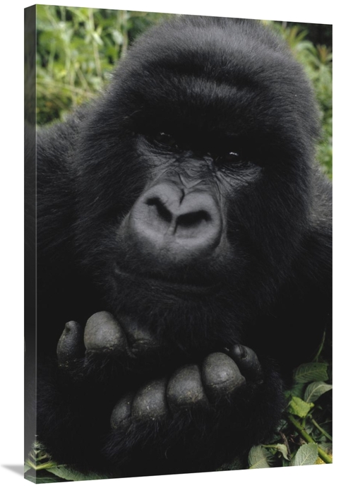 Global Gallery GCS-452785-2436-142 24 x 36 in. Mountain Gorilla Juveni