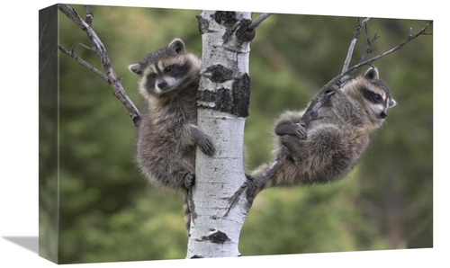 Global Gallery GCS-452202-1218-142 12 x 18 in. Raccoon Two Babies in T