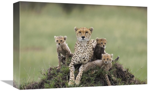 Global Gallery GCS-395841-1218-142 12 x 18 in. Cheetah Mother & Eight 