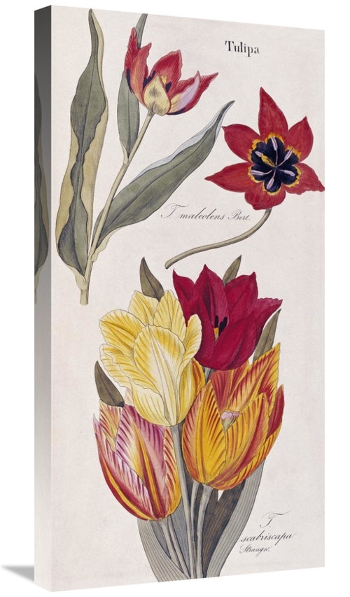 Global Gallery GCS-267937-30-142 30 in. Tulips - Flora Universalis Art