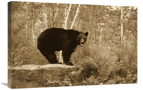 20 x 30 in. Black Bear Adult, Standing on Rock in Woodland, Mi