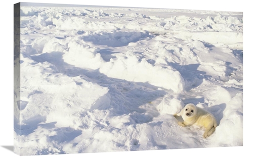 Global Gallery GCS-452727-2030-142 20 x 30 in. Harp Seal Pup, Gulf