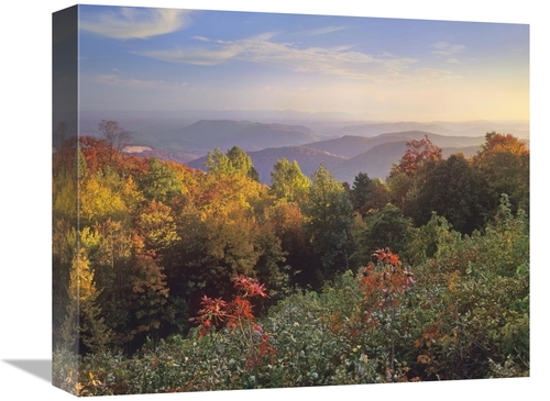 Global Gallery GCS-397040-16-142 16 in. Deciduous Forest in Autumn&#44