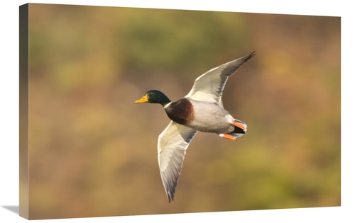 Global Gallery GCS-397358-2030-142 20 x 30 in. Mallard Male Flying&#44
