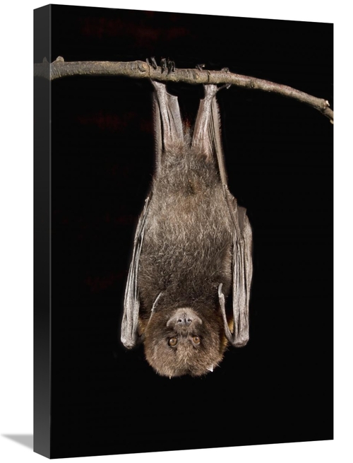 Global Gallery GCS-395713-1624-142 16 x 24 in. Rodrigues Flying Fox Ro