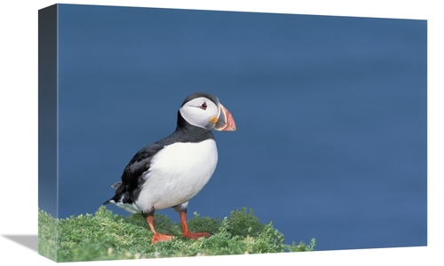 Global Gallery GCS-451570-1218-142 12 x 18 in. Atlantic Puffin Showing